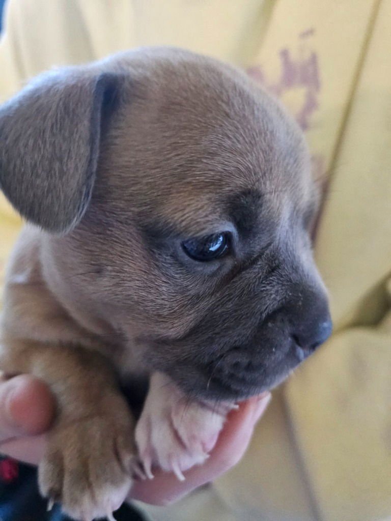 BENJIE - Pug / French Bulldog available for adoption