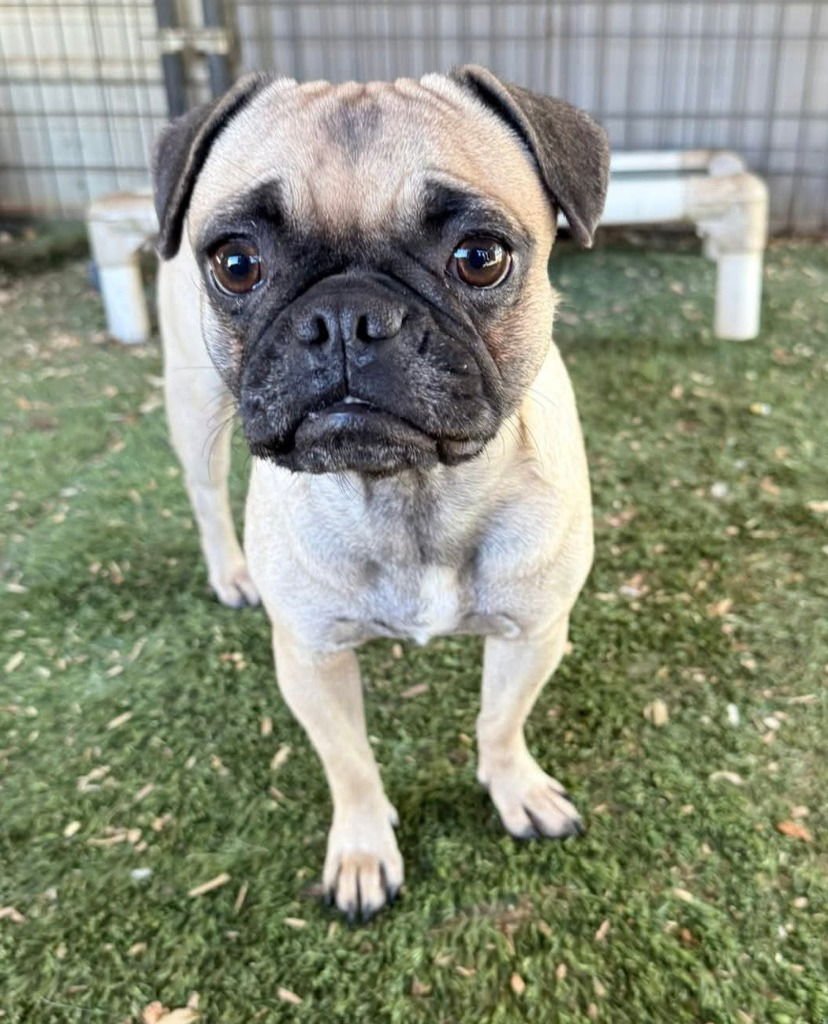 INKCAP - Pug / French Bulldog available for adoption