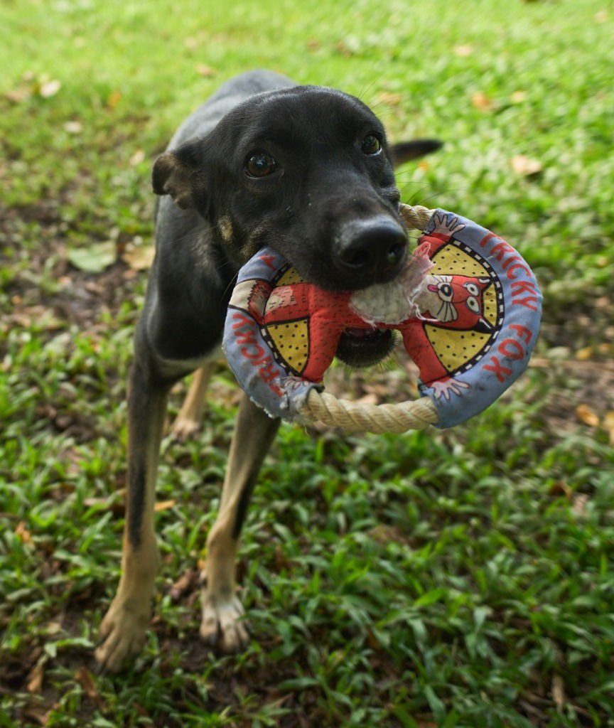 JUDY (SOI DOG) - Jindo (Korean) available for adoption