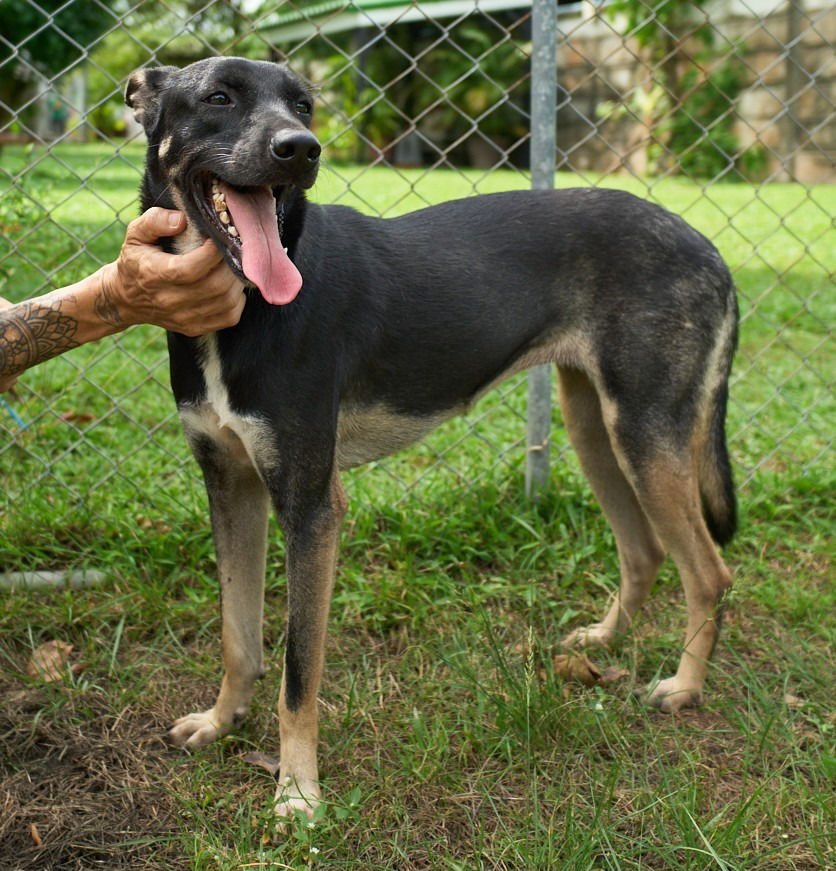 Judy (Soi Dog) - Photo 3