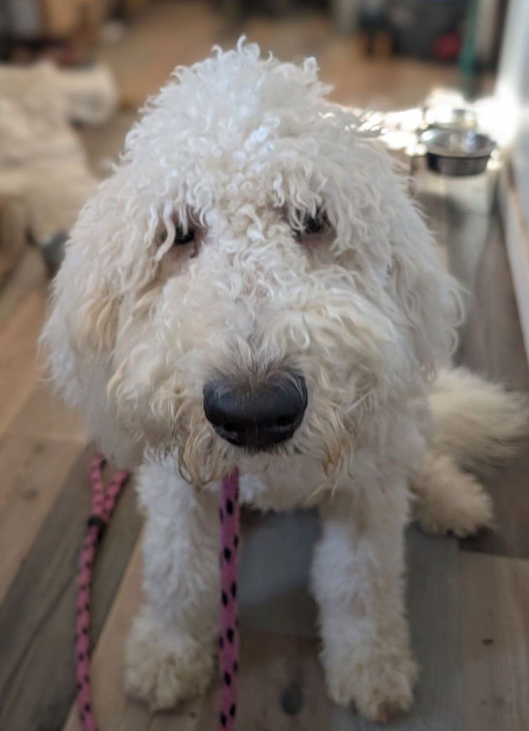 OYSTER - Golden Retriever / Poodle (unknown type) available for adoption