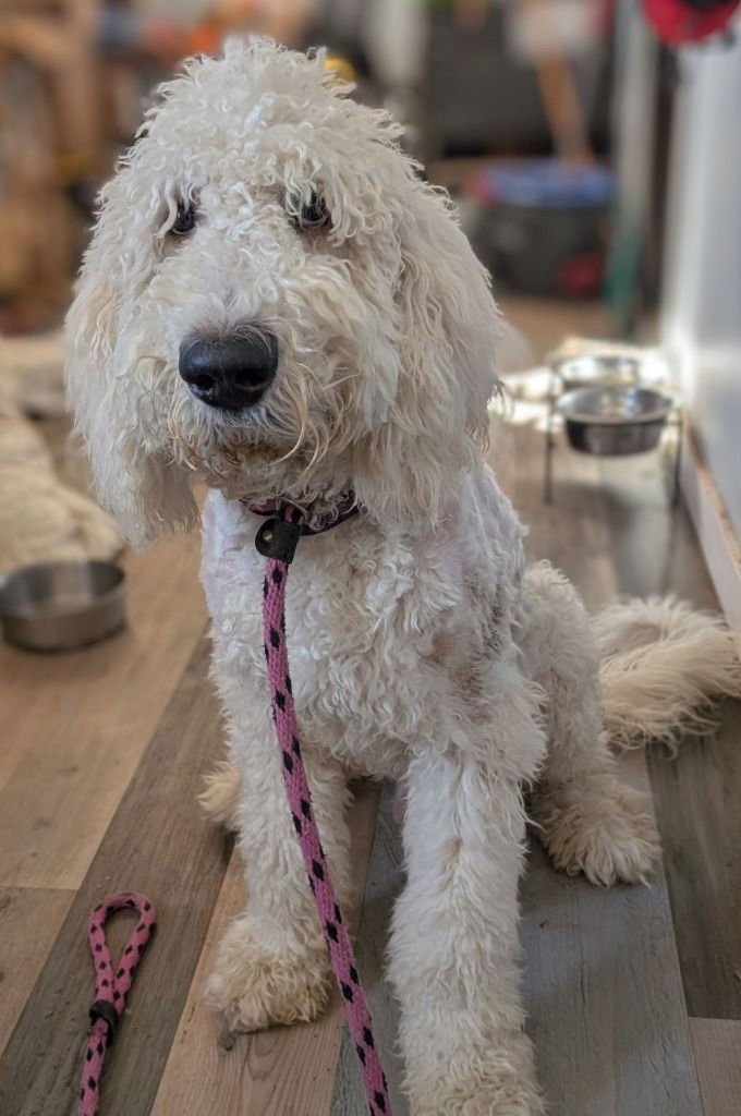 OYSTER - Golden Retriever / Poodle (unknown type) available for adoption