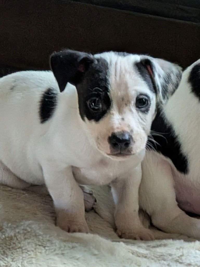 SQUILLIAM FANCISON - Terrier / Beagle available for adoption