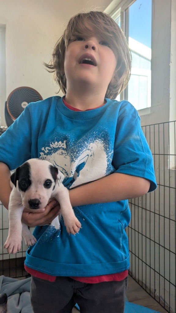 SQUILLIAM FANCISON - Terrier / Beagle available for adoption