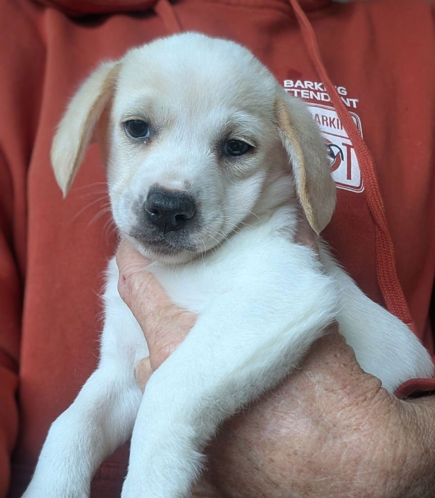 DOODLEBOB - Beagle / Wirehaired Fox Terrier available for adoption