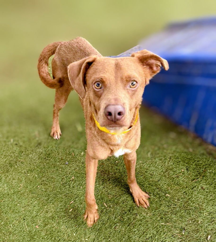 DRAGONFLY - Labrador Retriever / Whippet available for adoption