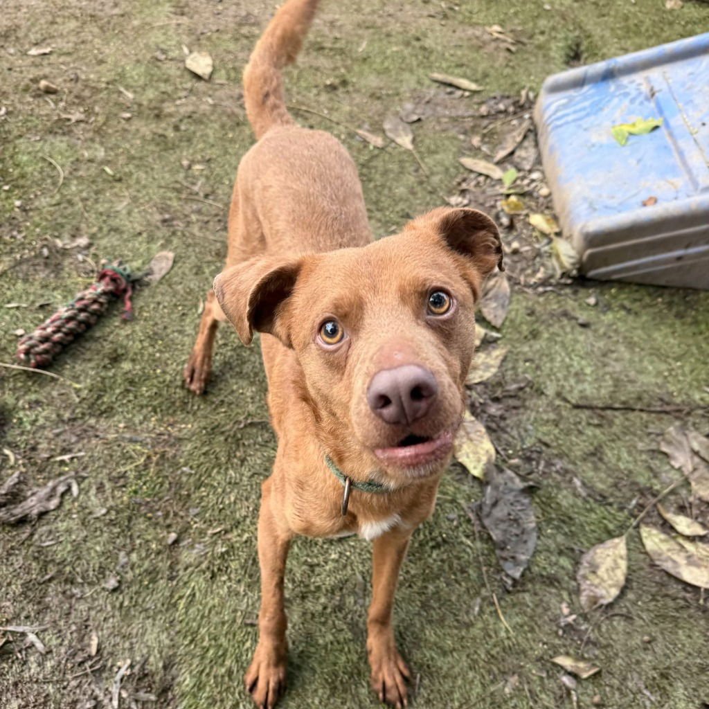 DRAGONFLY - Labrador Retriever / Whippet available for adoption