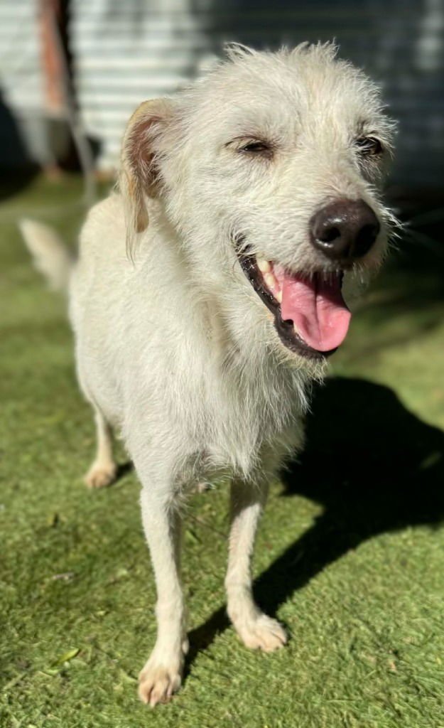 QUEEN AMPHITRITE - Wirehaired Fox Terrier / Jack Russell Terrier available for adoption
