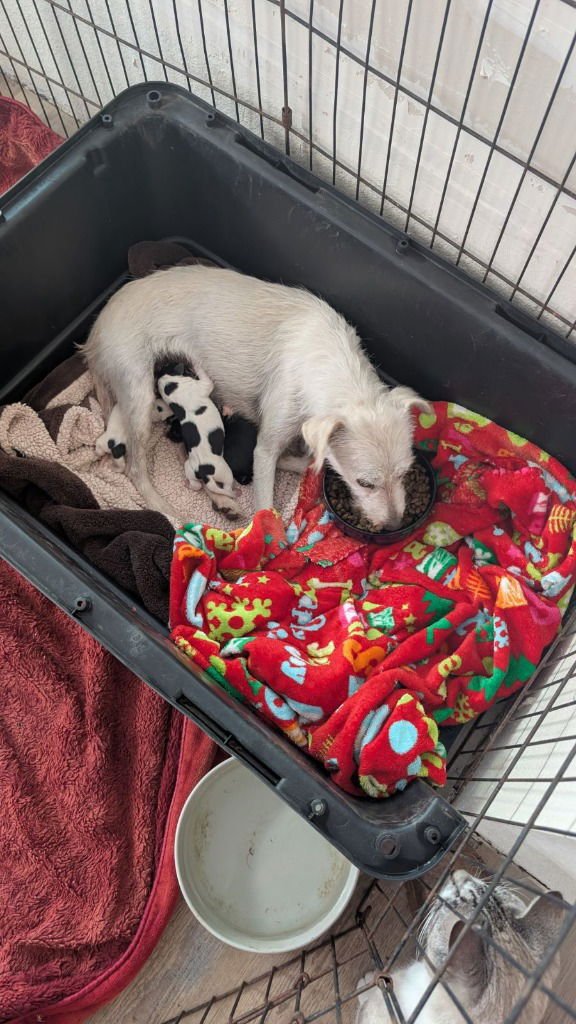 QUEEN AMPHITRITE - Wirehaired Fox Terrier / Jack Russell Terrier available for adoption