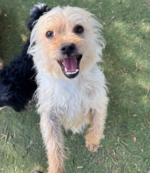 CUBBY - Norwich Terrier / Jack Russell Terrier available for adoption