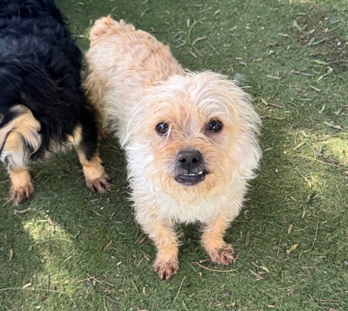 CUBBY - Norwich Terrier / Jack Russell Terrier available for adoption