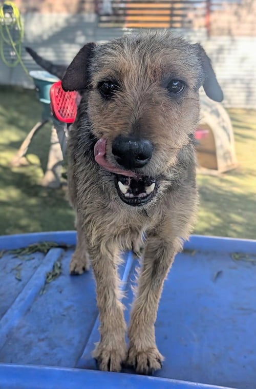 BALTO - Border Terrier / Wirehaired Fox Terrier available for adoption