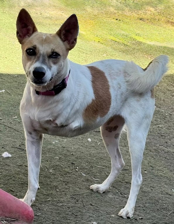 Marionette (Soi Dog) Image