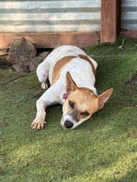 Marionette (Soi Dog) - Photo 2