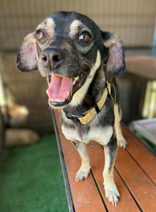 HOOK - Beagle / Chihuahua available for adoption