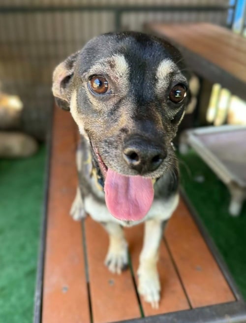 HOOK - Beagle / Chihuahua available for adoption