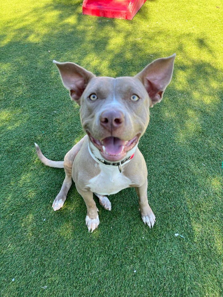 TIMPANI - Pharaoh Hound / Pit Bull Terrier available for adoption