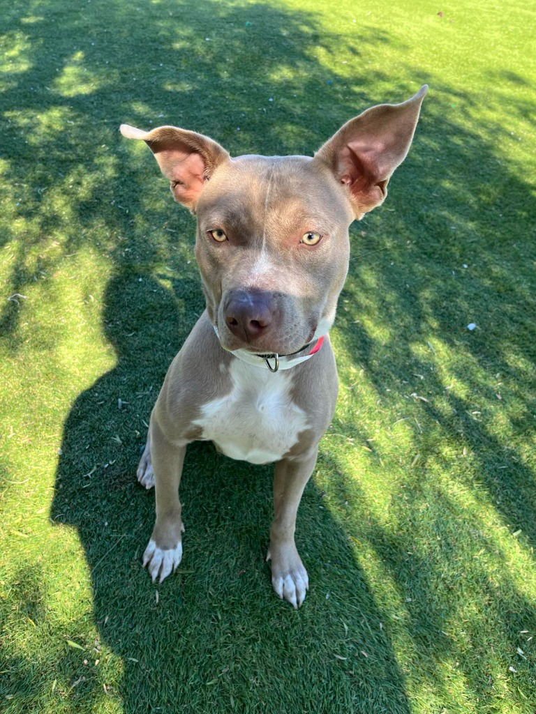 TIMPANI - Pharaoh Hound / Pit Bull Terrier available for adoption