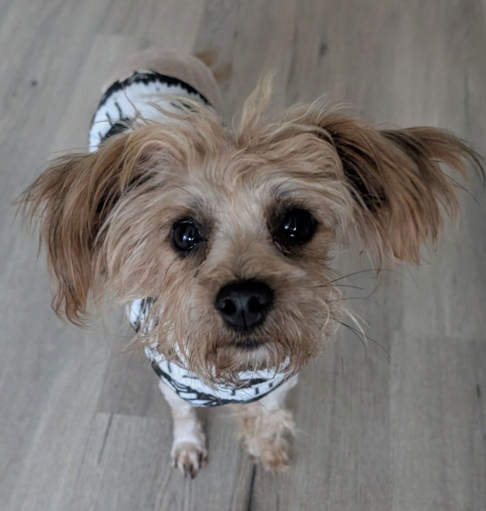 TWIGLET - Yorkshire Terrier Yorkie / Poodle (unknown type) available for adoption