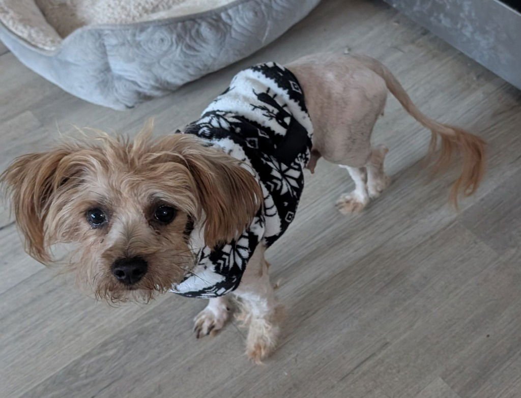 TWIGLET - Yorkshire Terrier Yorkie / Poodle (unknown type) available for adoption