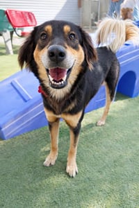 Moveon (Soi Dog) - Photo 1