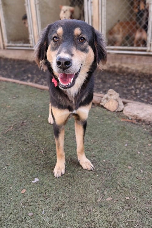 MOVEON (SOI DOG) - Shiba Inu / Australian Shepherd available for adoption