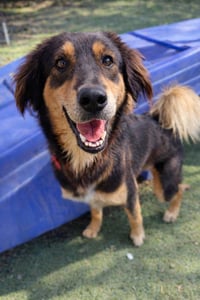 Moveon (Soi Dog) - Photo 3