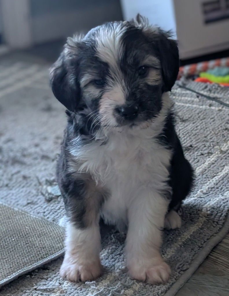 PRINCE TRITON - Tibetan Terrier / Poodle (unknown type) available for adoption