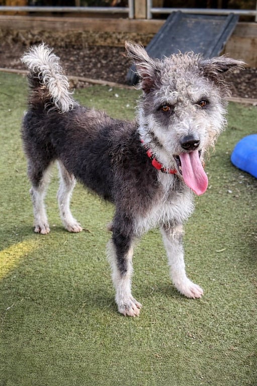Moo (Soi Dog) Image