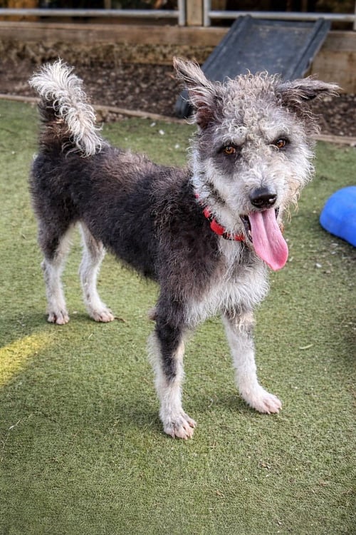 MOO (SOI DOG) - Shiba Inu / Pumi available for adoption