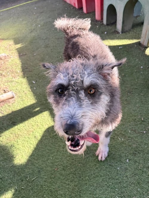 MOO (SOI DOG) - Shiba Inu / Pumi available for adoption
