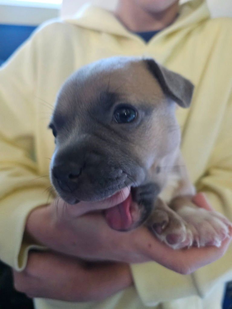 POTATOES - Pug / French Bulldog available for adoption