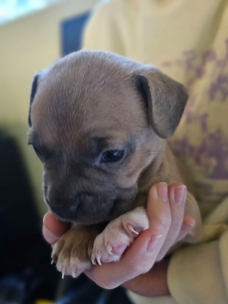 POTATOES - Pug / French Bulldog available for adoption