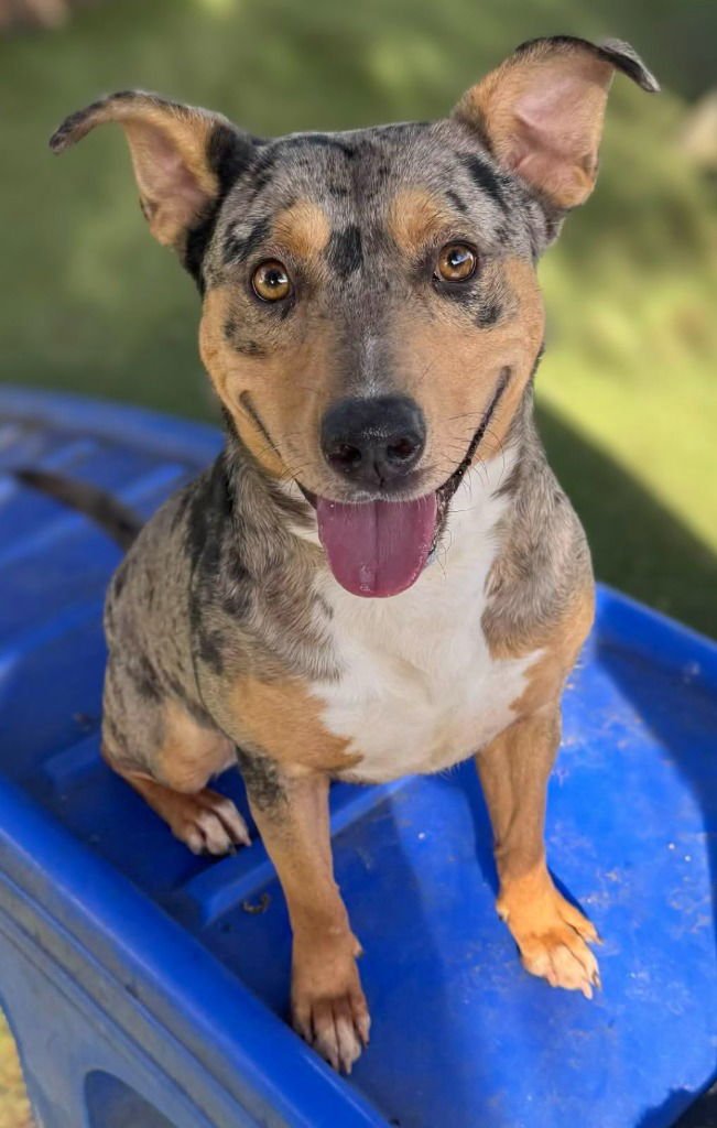 KAYSHA - Catahoula Leopard Dog / Australian Cattle Dog/Blue Heeler available for adoption