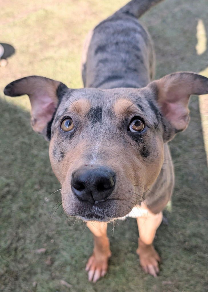 KAYSHA - Catahoula Leopard Dog / Australian Cattle Dog/Blue Heeler available for adoption