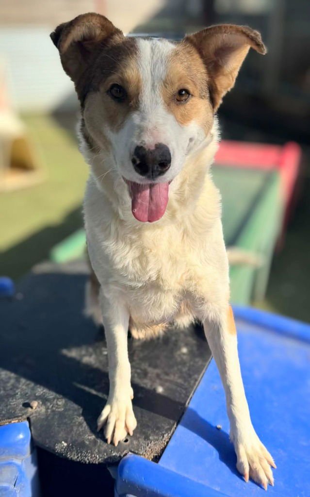 KAILLIE - Border Collie / Collie available for adoption