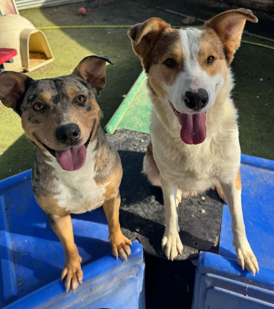 KAILLIE - Border Collie / Collie available for adoption