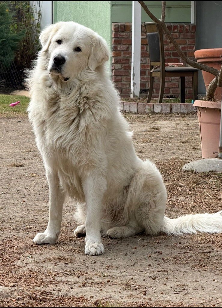 YUKO - Great Pyrenees available for adoption