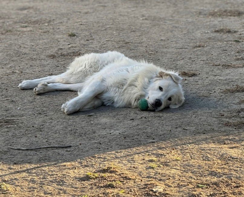 YUKO - Great Pyrenees available for adoption
