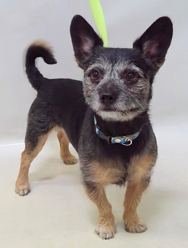 DUSK - Jack Russell Terrier / Australian Terrier available for adoption