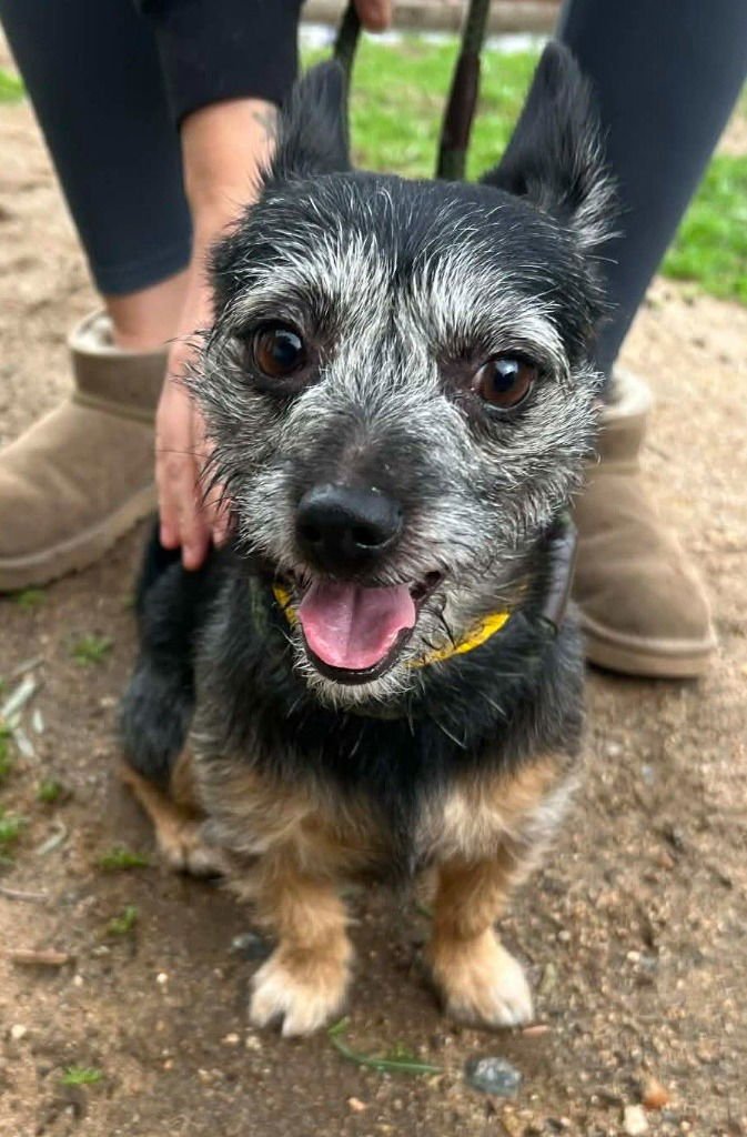 DUSK - Jack Russell Terrier / Australian Terrier available for adoption