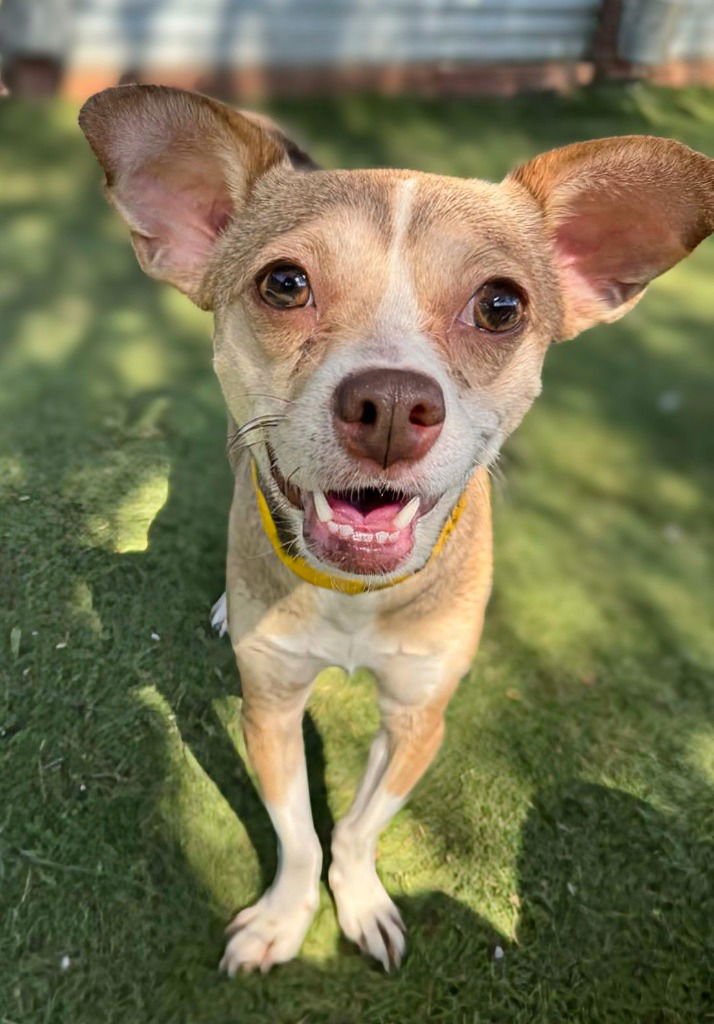 CHOCK - Chihuahua / Basenji available for adoption