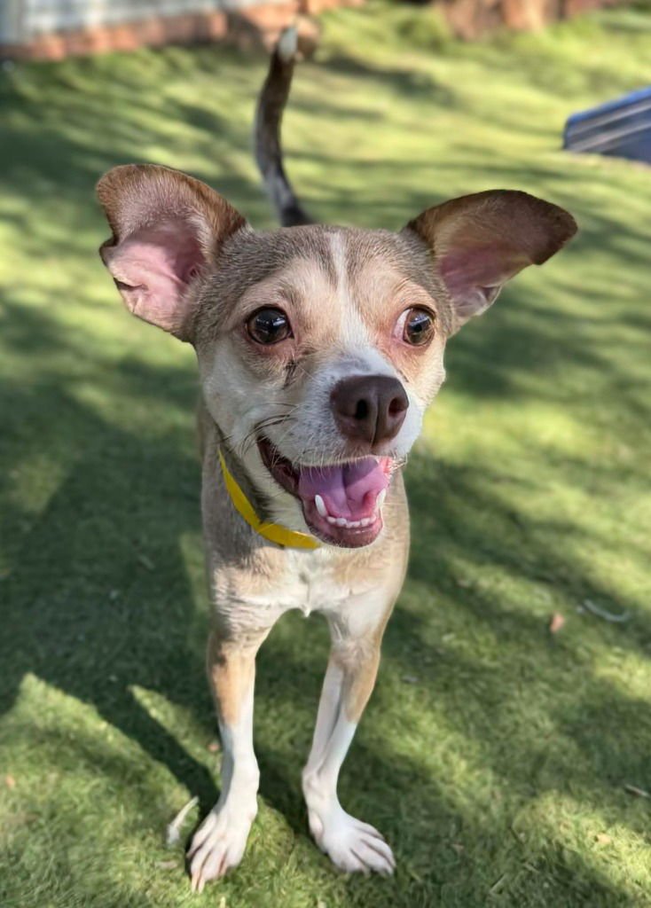 CHOCK - Chihuahua / Basenji available for adoption
