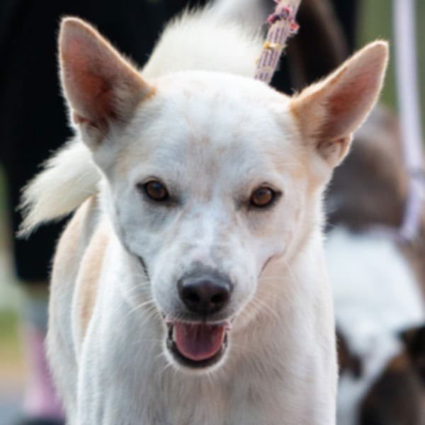 LOMBARD (SOI DOG) - Jindo (Korean) / Shiba Inu available for adoption