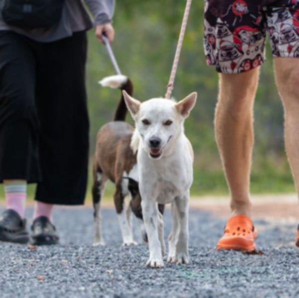 LOMBARD (SOI DOG) - Jindo (Korean) / Shiba Inu available for adoption