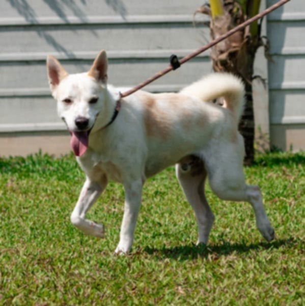 Lombard (Soi Dog) - Photo 3