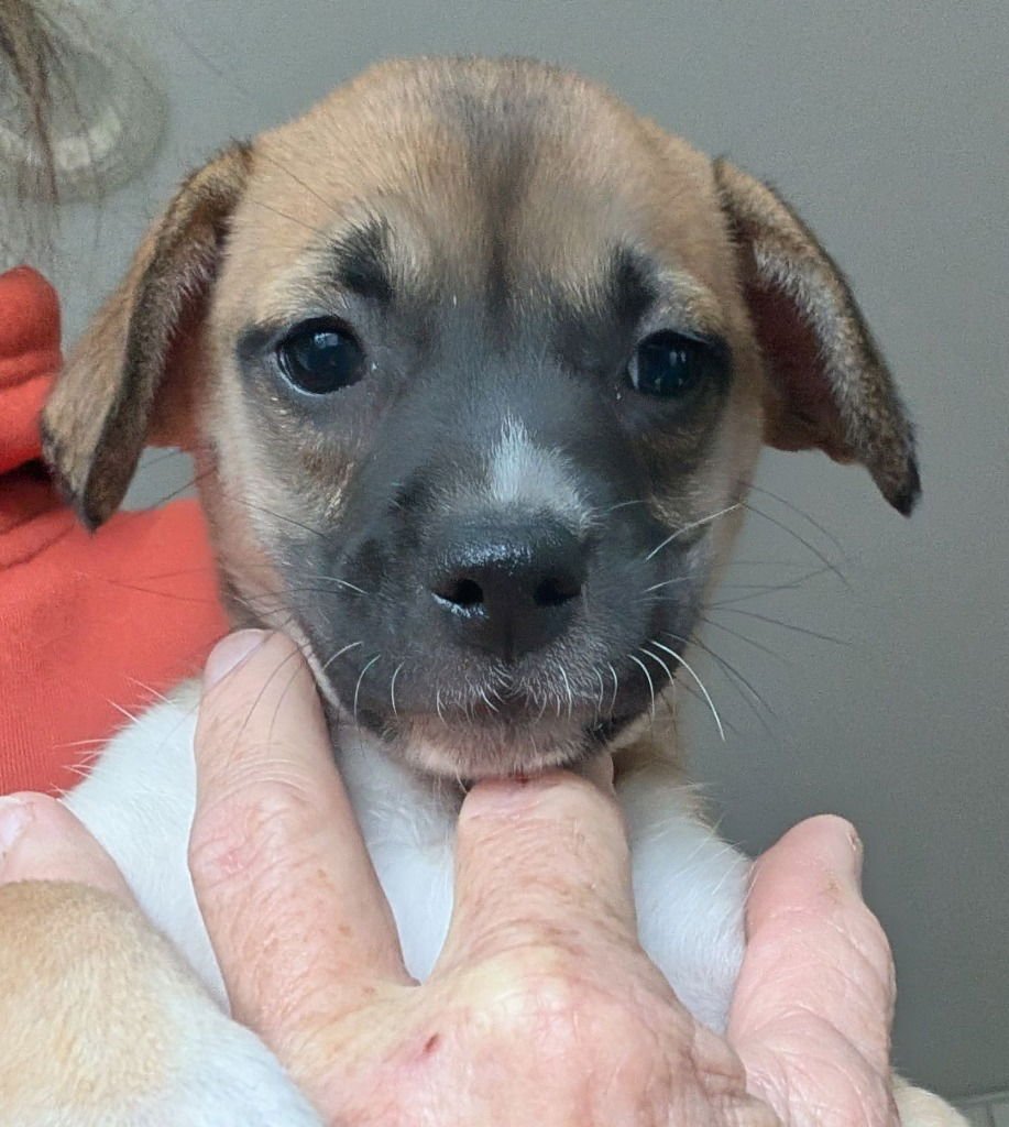 CUDDLE E HUGGS - Beagle / Wirehaired Fox Terrier available for adoption