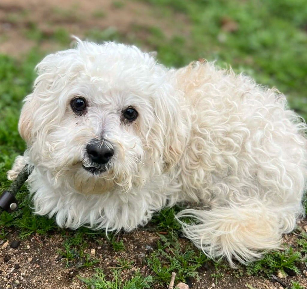 TWILIGHT - Poodle (unknown type) / Yorkshire Terrier Yorkie available for adoption