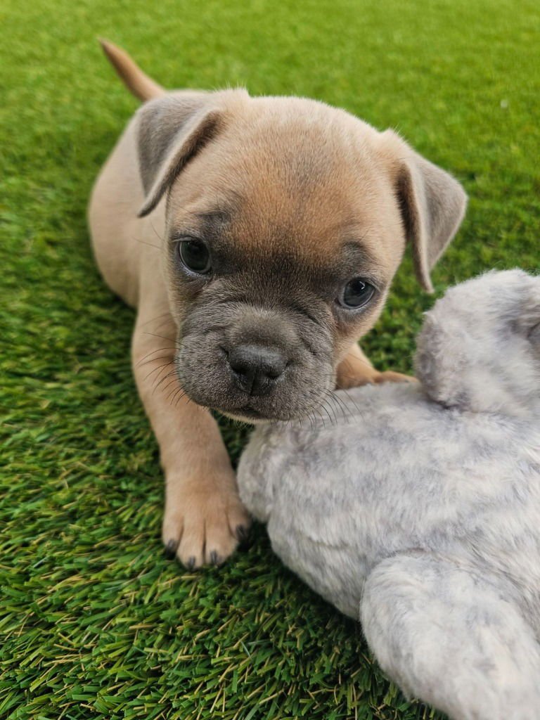 BEAN - Pug / French Bulldog available for adoption