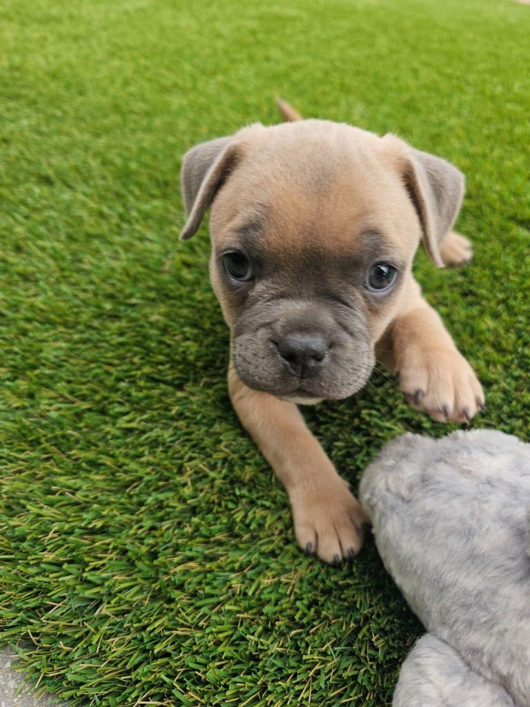 BEAN - Pug / French Bulldog available for adoption